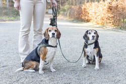 Beeztees DBL Köpek Gezdirme Kayışı, Velura, Yeşil, 120cm, 20mm - Thumbnail