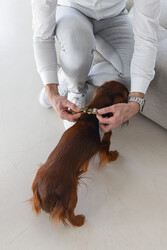 Beeztees Köpek Göğüs Tasması, Neopren, Mavi, S, 38-44cm - Thumbnail