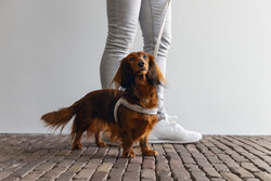 Beeztees Köpek Göğüs Tasması, Neopren, Mavi, S, 38-44cm - Thumbnail