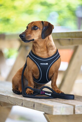 Beeztees Köpek Göğüs Tasması, Neopren, Siyah, XS, 30-35cm - Thumbnail
