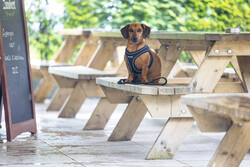 Beeztees Köpek Göğüs Tasması, Neopren, Siyah, XS, 30-35cm - Thumbnail