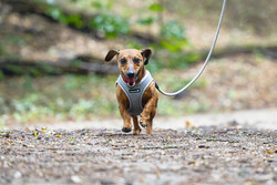 Beeztees Köpek Göğüs Tasması, Neopren, Yeşil, S, 38-44cm - Thumbnail