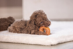 Beeztees Köpek Oyuncağı, Sesli, Donut, Lateks, Çeşitli Renklerde, 7x7x3cm - Thumbnail