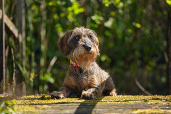 Beeztees Köpek Tasması, Pembe, 26-40cm, 15mm - Thumbnail