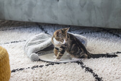 Beeztees Yavru Kedi Oyun Yatağı, Oyuncaklı, 50x40x15cm - Thumbnail