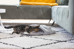 Beeztees Yavru Kedi Oyun Yatağı, Oyuncaklı, 50x40x15cm - Thumbnail