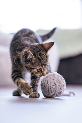 Beeztees Yavru Kedi Oyuncağı, Kuyruklu Yün Top, 6,5cm, 35cm kuyruk