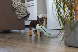 Beeztees Yavru Köpek Oyuncağı, Dragon, Peluş, Gri, 45x24,5x6cm - Thumbnail