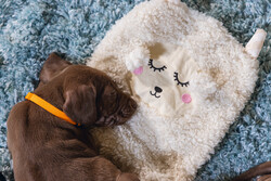 Beeztees Yavru Köpek Oyuncağı, Peluş, Beyaz, 40x22x5cm - Thumbnail