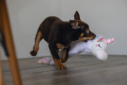 Beeztees Yavru Köpek Oyuncağı, Unicorn, Peluş, Beyaz, 74x14x15cm - Thumbnail